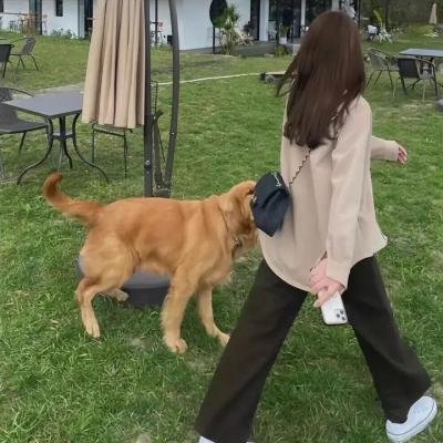蝴蝶不说话